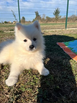 Les chiots de Spitz japonais