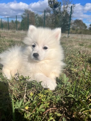 Les chiots de Spitz japonais