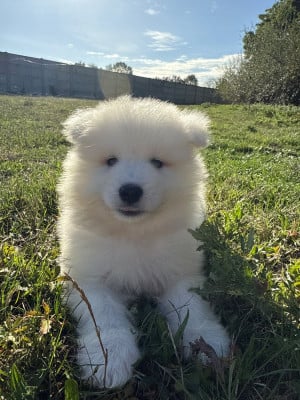 Chiot N°1 - Samoyède