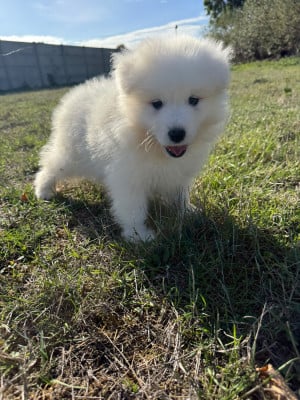 Chiot N°2 - Samoyède