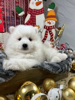 Les chiots de Spitz japonais