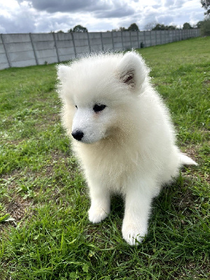 Les chiots de Samoyède