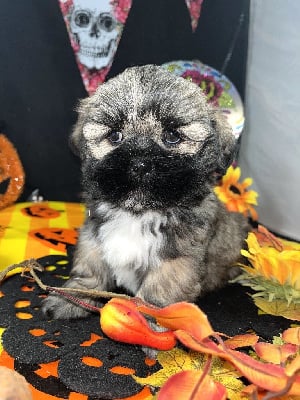 Les chiots de Lhassa Apso