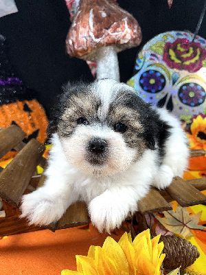 Les chiots de Coton de Tulear