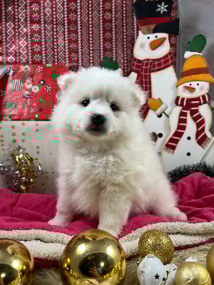 Les chiots de Spitz japonais