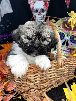 Les chiots de Lhassa Apso