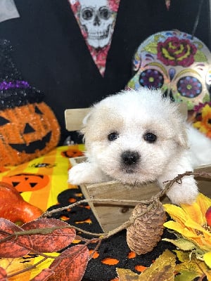 Les chiots de Coton de Tulear