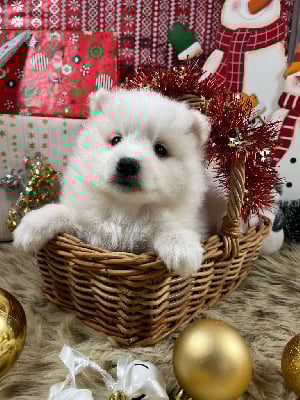 Les chiots de Spitz japonais