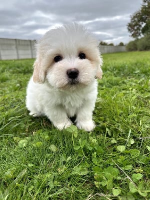 Les chiots de Coton de Tulear