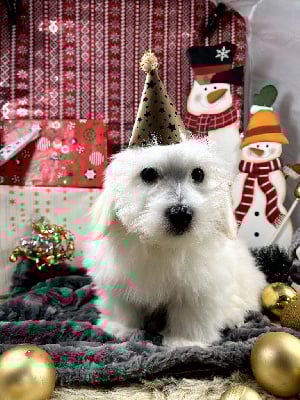 Les chiots de Coton de Tulear