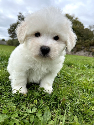 Les chiots de Coton de Tulear