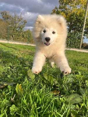 Les chiots de Samoyède