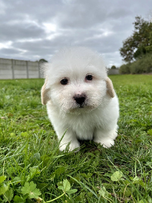Les chiots de Coton de Tulear