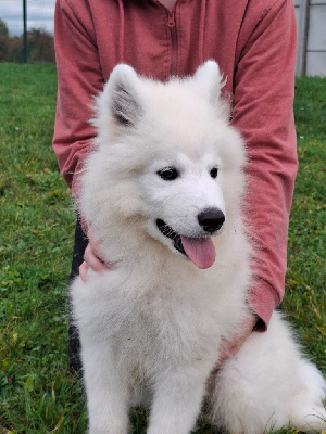 Les chiots de Samoyède