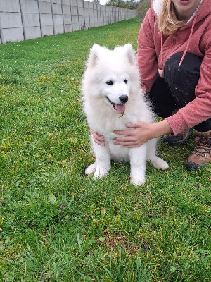 Les chiots de Samoyède