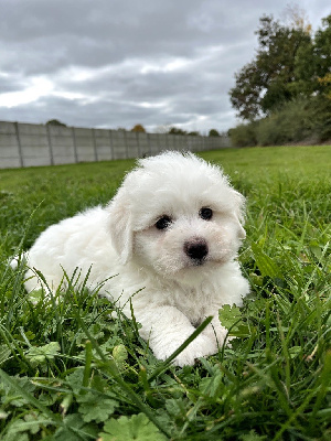 Les chiots de Coton de Tulear
