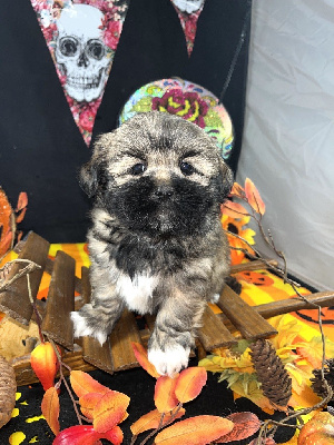 Les chiots de Lhassa Apso