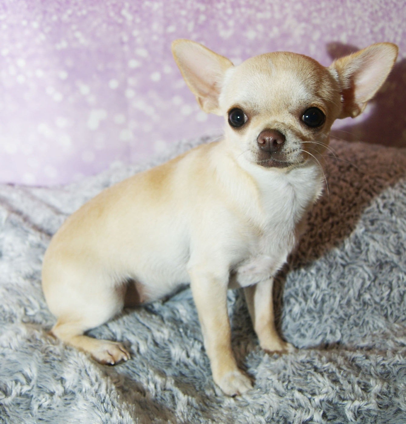 Publication : de L'Arbre des Batailles