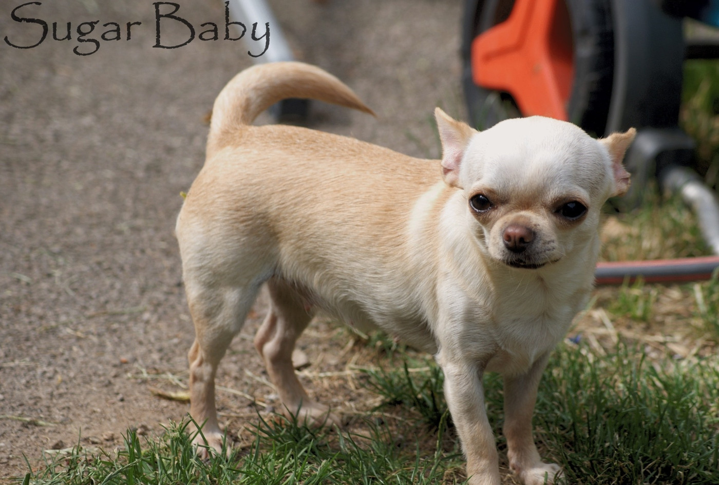 Publication : de L'Arbre des Batailles