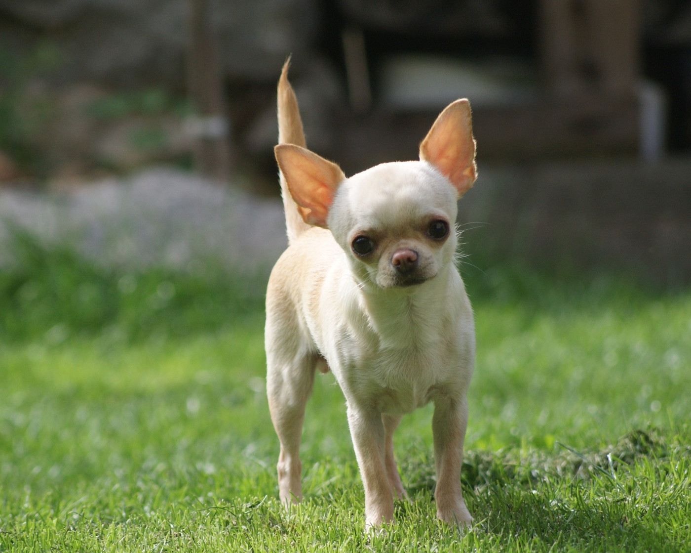 Publication : de L'Arbre des Batailles