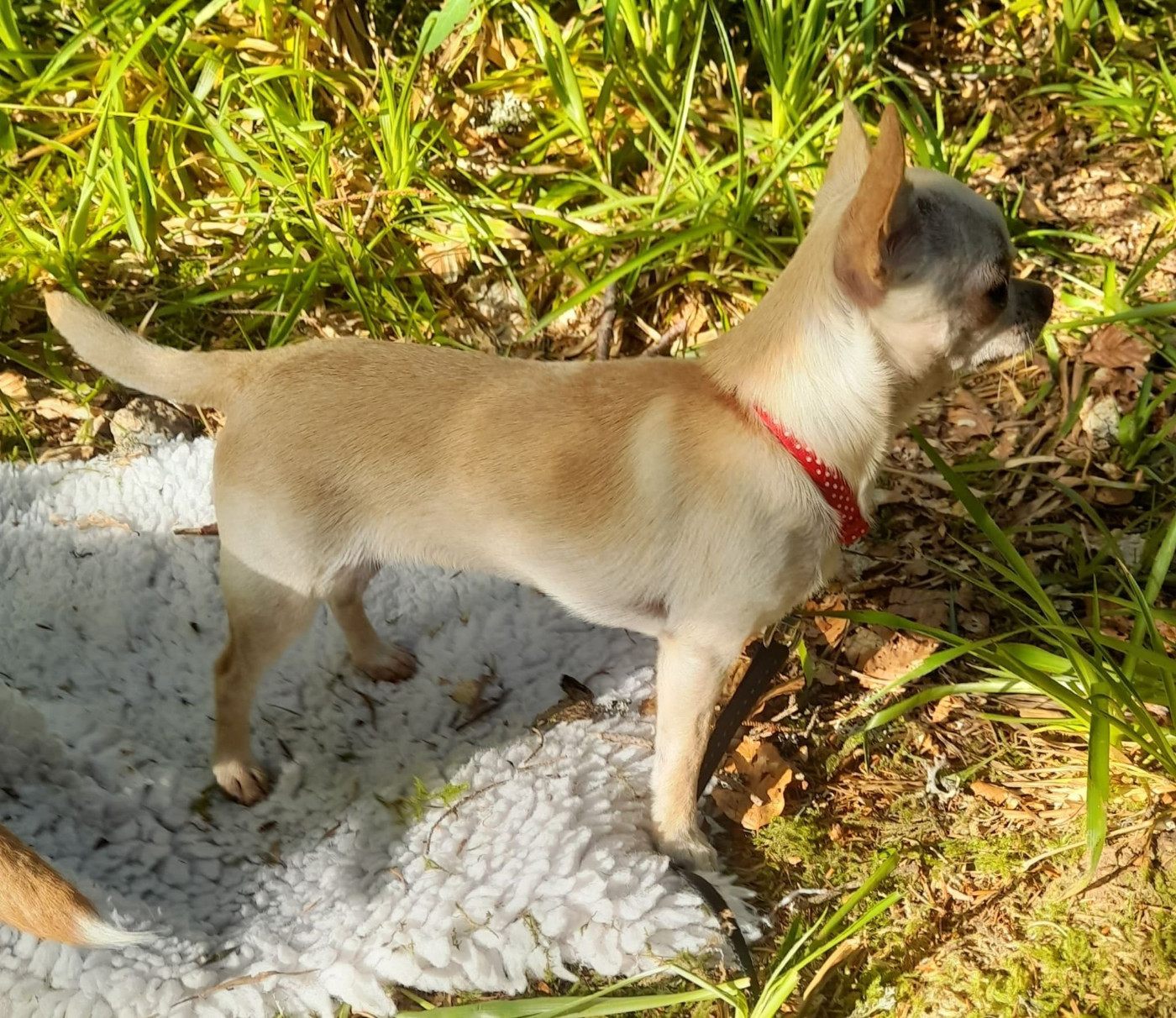 Publication : de L'Arbre des Batailles