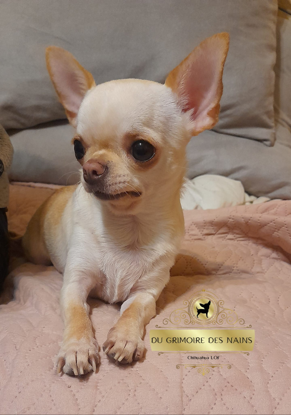 Publication : de L'Arbre des Batailles