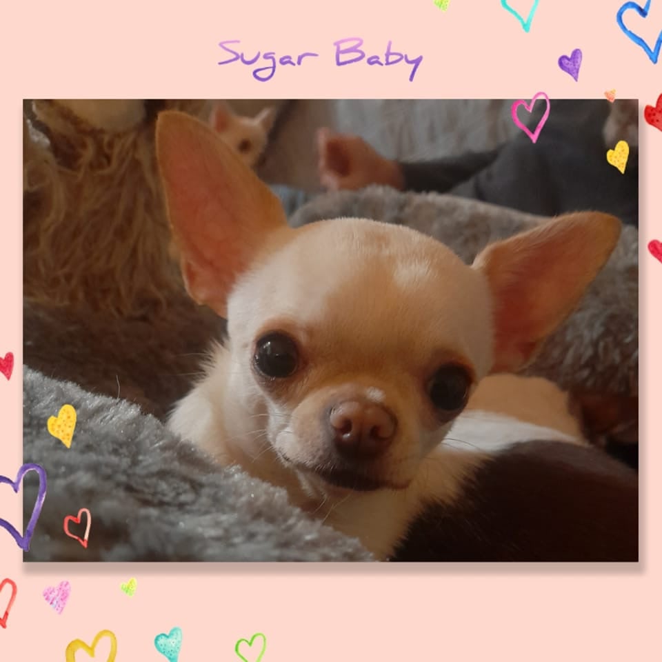 Publication : de L'Arbre des Batailles