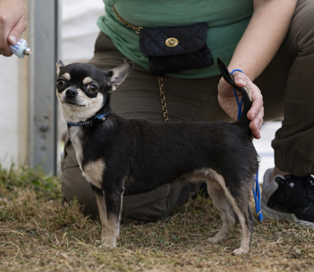 Publication : de L'Arbre des Batailles Auteur : Nathalie Cossin
