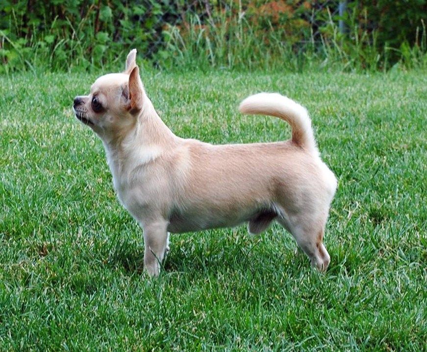 Publication : de L'Arbre des Batailles Auteur : Joe Borges