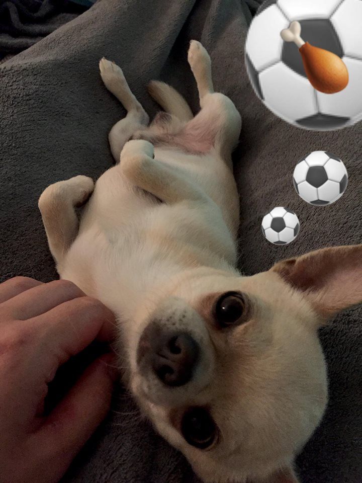 Publication : de L'Arbre des Batailles Auteur : Joe Borges