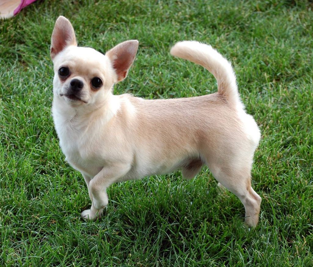 Publication : de L'Arbre des Batailles Auteur : Joe Borges