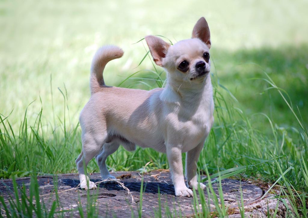 Publication : de L'Arbre des Batailles Auteur : Joe Borges