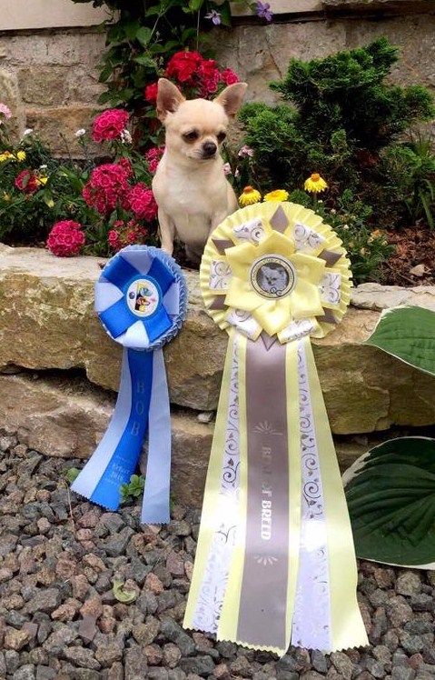 Publication : de L'Arbre des Batailles Auteur : Joe Borges