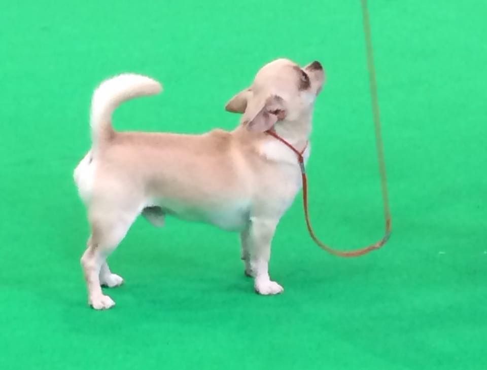 Publication : de L'Arbre des Batailles Auteur : Joe Borges