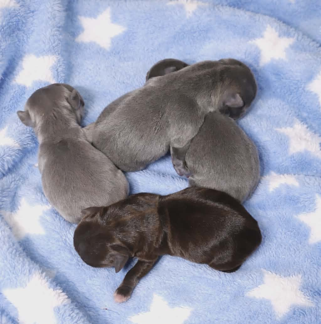 Blueberry - Chihuahua