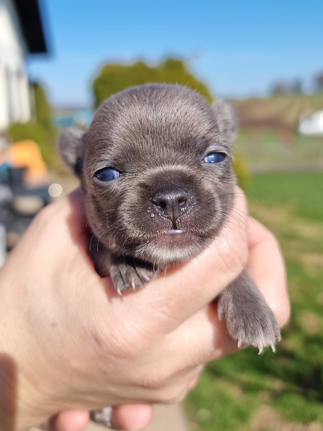 Chihuahua - de L'Arbre des Batailles