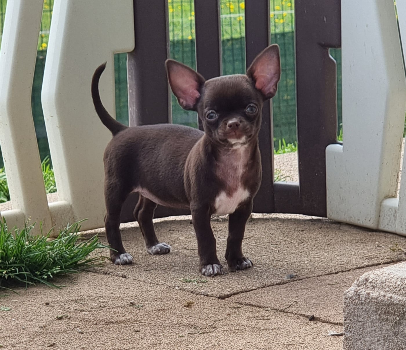 Chihuahua - de L'Arbre des Batailles