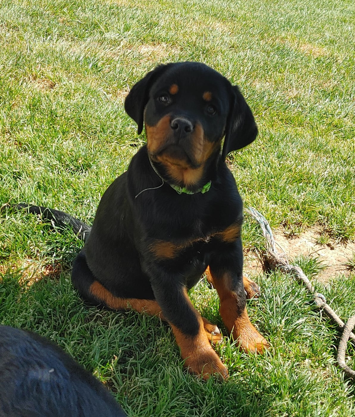 Rottweiler - de L'Arbre des Batailles