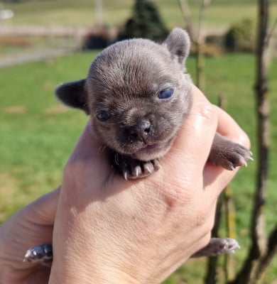 Les chiots de Chihuahua