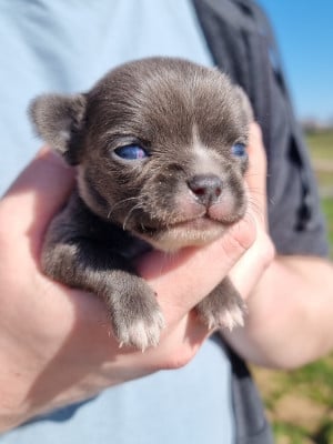 Les chiots de Chihuahua