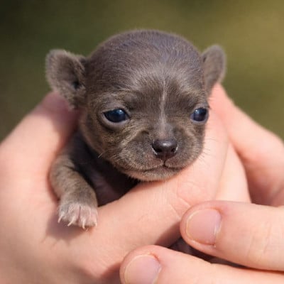 Les chiots de Chihuahua