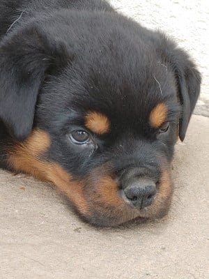 Les chiots de Rottweiler