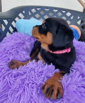 Les chiots de Rottweiler