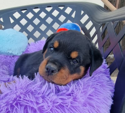 Les chiots de Rottweiler