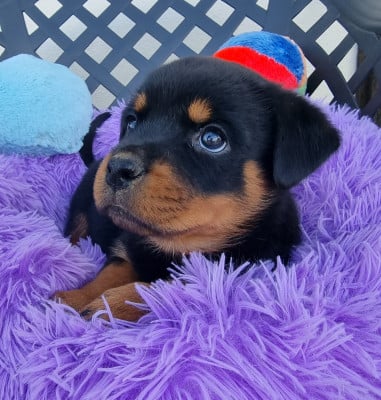 Les chiots de Rottweiler