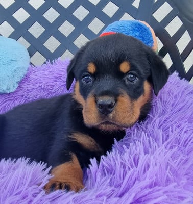 Les chiots de Rottweiler