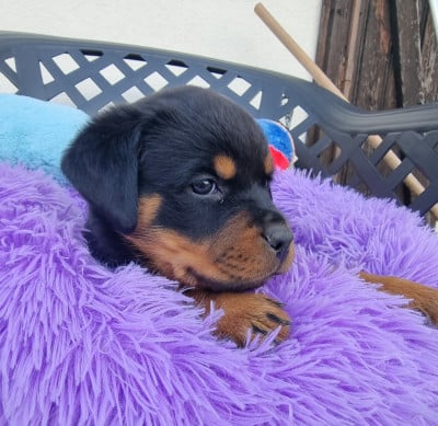Les chiots de Rottweiler