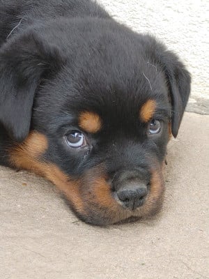 Les chiots de Rottweiler