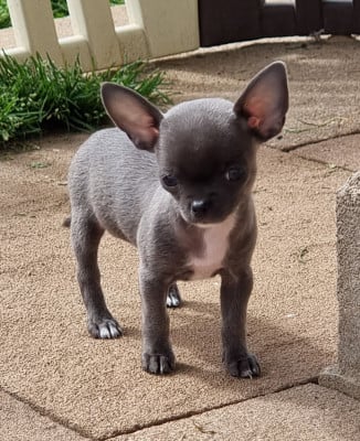Les chiots de Chihuahua
