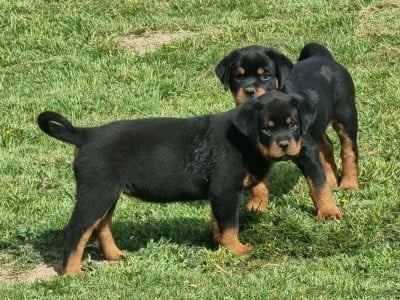 Les chiots de Rottweiler
